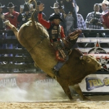 rodeio