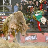 rodeio