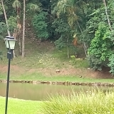 girassol