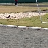 FUTPAL25-2