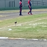FUTPAL25-2