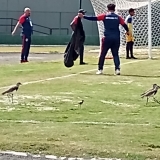 FUTPAL25-2