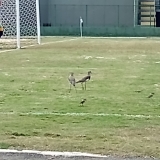 FUTPAL25-2