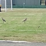 FUTPAL25-2