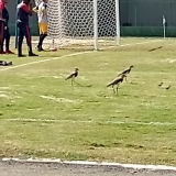 FUTPAL25-2