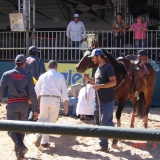 HORSEWEEK1