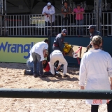 HORSEWEEK1