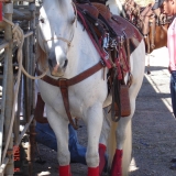 HORSEWEEK4