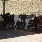 HORSEWEEK4