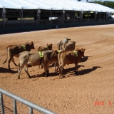 HORSEWEEK4