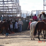 HORSEWEEK4