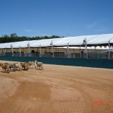 HORSEWEEK4