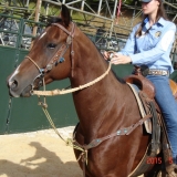 HORSEWEEK5