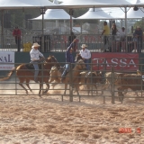 HORSEWEEK5