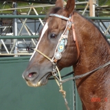 HORSEWEEK5