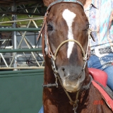 HORSEWEEK5