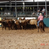 HORSEWEEK5