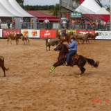 HORSEWEEK6