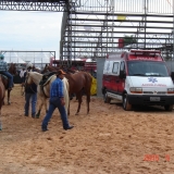 HORSEWEEK6