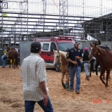 HORSEWEEK6