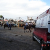 HORSEWEEK6