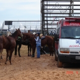 HORSEWEEK6