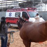 HORSEWEEK6