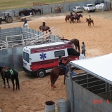 HORSEWEEK6