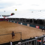 HORSEWEEK6