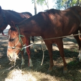 tresamigos