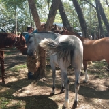 tresamigos
