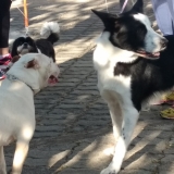 paz