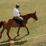 cavalinhos