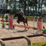 cavalinhos