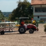 cavalinhos